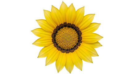 Yellow sunflower with dark center on black background