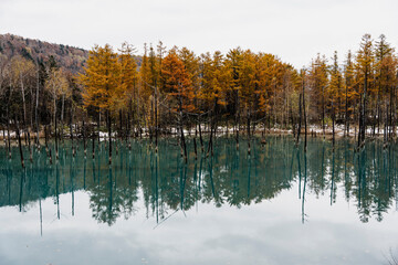 Trees with golden leaves reflecting beautifully on a blue-colored lake.