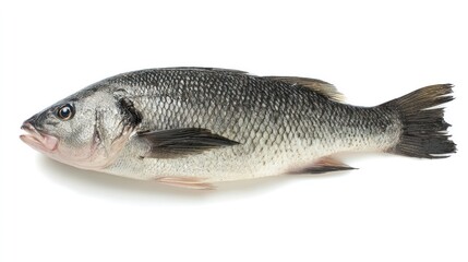 Obraz premium A fresh sea bass was displayed on a clean white background, and its detailed scales and textures were captured under the lighting of a professional studio. 