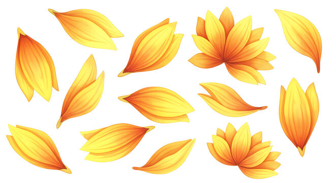 Collection of Realistic Orange and Yellow Flower Petals Isolated on a White Background