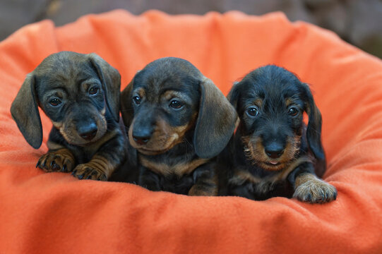 Niedliche Dachshund Welpen in einem Korb