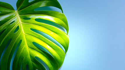 Vibrant green monstera deliciosa leaf on a sunny blue backdrop, capturing freshness, nature, and summer vibes