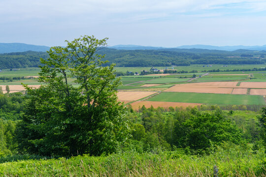 北海道・沼田町 萌の丘の夏の田園風景