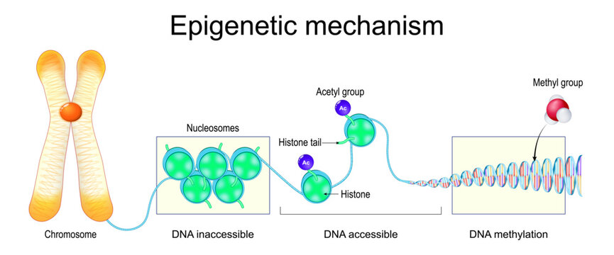 Epigenetic mechanism. DNA Structure. Histone, Methyl group, Acetyl group. Methylation DNA.
