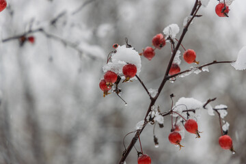 Delicate snow clings to a slender branch adorned with vibrant red berries. Soft focus, winter elegance