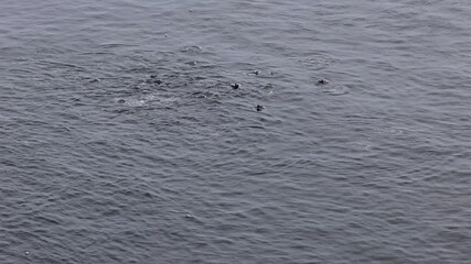 Aerial view of common dolphins feeding above huge dragnet in Donegal bay, Ireland