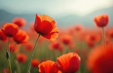 Naklejka premium Scenic view of poppy field. Red poppy flowers bloom in meadow during springtime. Floral landscape shows papaver plants at summer sunlight in wild nature. Eco concept of blossom field.