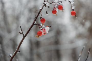  A slender branch laden with red berries, lightly frosted with snow. Blurred background, tranquil winter mood