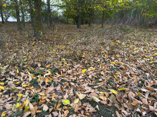 Forest floor covered with a thick carpet of fallen yellow and brown autumn leaves