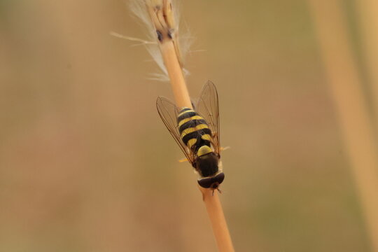 bee on a reed stalk close up on the blurry background - Powered by Adobe