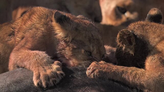 Lion Cubs eating prey Antelope in Kenya savannah
