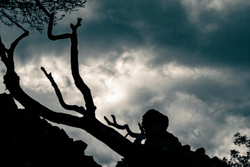 Silhouetted Dead Tree Branches Against Cloudy Sky