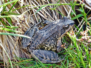 Grasfrosch oder Braunfrosch in alpiner Höhenlage hinter der Neuen Regensburger Hütte