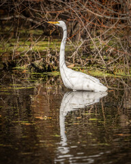 Great Egret at Stumpy Lake Virginia Beach