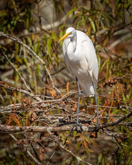 Great Egret at Stumpy Lake Virginia Beach