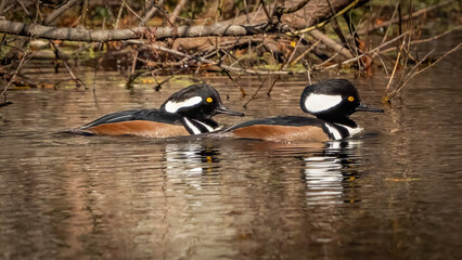 Hooded Merganser in Stumpy Lake Virginia Beach.