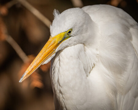 Great Egret at Stumpy Lake Virginia Beach