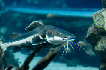 Large Catfish Swimming Gracefully in a Colorful Aquarium Environment With Rocks and Aquatic Plants During a Sunny Afternoon