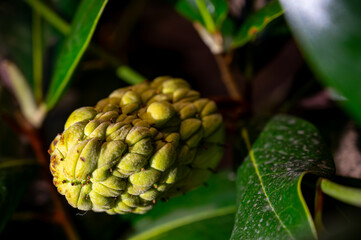 Magnolia bud forming on a tree branch, close-up nature detail.