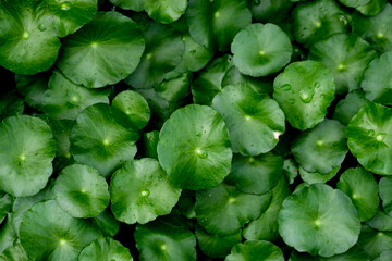 Centella asiatica , Asiatic pennywort, gotu kola is commonly used for traditional medicine