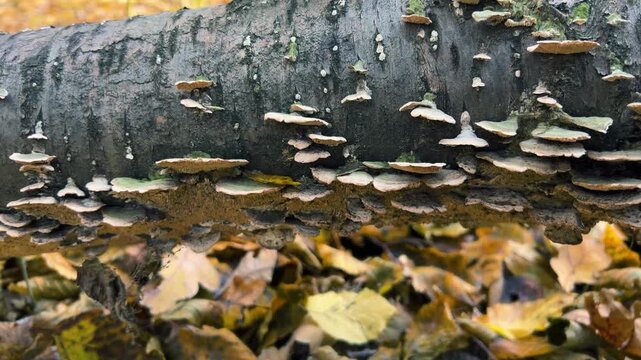 A fallen tree trunk in an autumn forest, with saprophytic Trichaptum abietinum mushrooms growing on it.