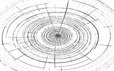 Obraz premium Weathered wood cross section with growth rings pattern for textured background design