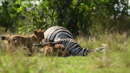 Lioness and Cubs Feeding on Zebra in the African Savannah