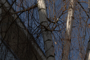 birch branches against sky, bare birch branches create winter silhouette, stark birch branches contrast with urban rooftop scene, delicate birch twigs juxtaposed with building edge in winter landscape