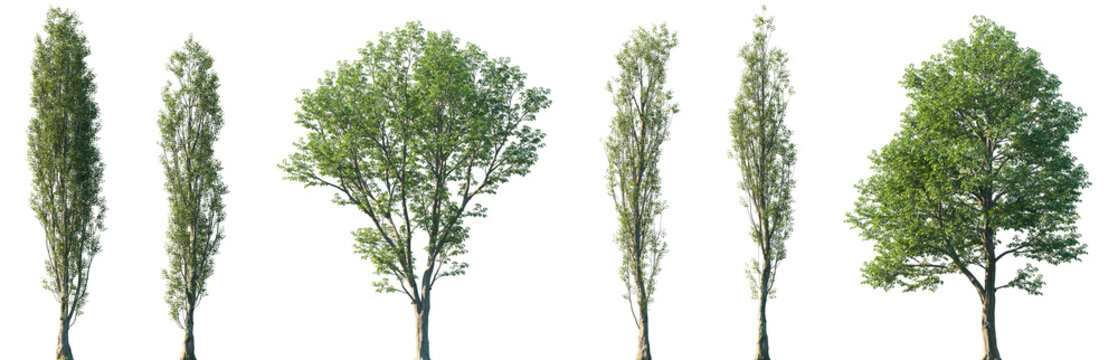 Set of Populus nigra (or black poplar) and Populus maximowiczii (Maximowicz's poplar) frontal street trees isolated png on a transparent background perfectly cutout	