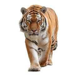 Fototapeta premium Powerful tiger walking steadily towards the camera with striking features and vibrant fur