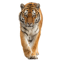 Obraz premium Majestic tiger walking confidently in a natural habitat during daylight