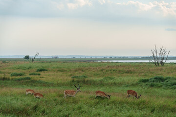 北海道・野付半島の湿原草原で採食するエゾシカ（Cervus nippon yesoensis）―北海道の自然生態系と野生動物の記録