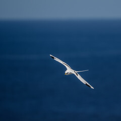 sea bird