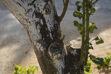 The whitewashed trunk of a severely pruned Lemon Tree next to new growth with slightly curled, green leaves in a Mediterranean setting