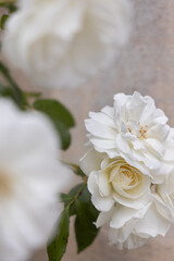 white rose macro