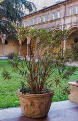 Oleander in a cloister in Italy