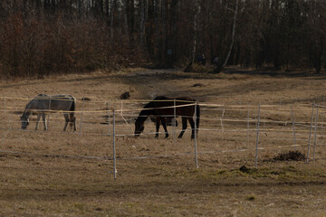horses grazing peacefully, two calm horses in pasture, two brown horses peacefully graze in countryside winter setting, peaceful horses grazing calmly in fenced rural landscape during winter season