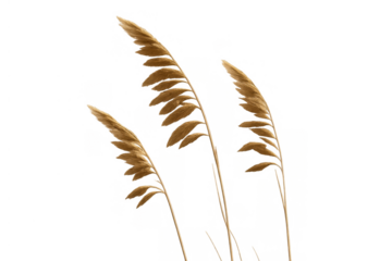 Dried oat plants standing with golden grain panicles, ready for harvest, isolated on a transparent background