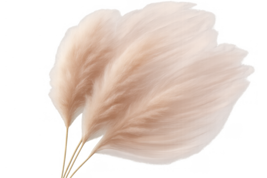 Pampas grass plumes creating fluffy boho decorative elements for a trendy home interior design, transparent background