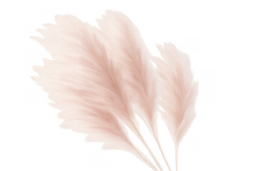 Pampas grass plumes creating a soft floral decoration, dried pink botanical elements for boho interior design