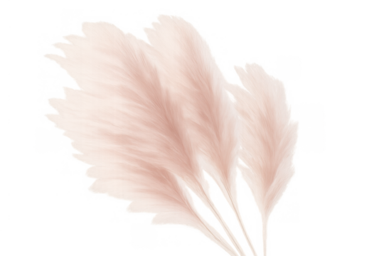 Pampas grass plumes creating a soft floral decoration, dried pink botanical elements for boho interior design