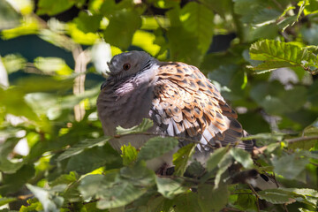 European Turtle-Dove (Streptopelia turtur) in farmland hedgerows Europe