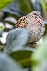 European Turtle-Dove (Streptopelia turtur) in farmland hedgerows Europe