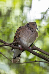 European Turtle-Dove (Streptopelia turtur) in farmland hedgerows Europe