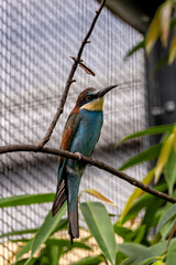 European Bee-eater (Merops apiaster) breeding in southern Europe