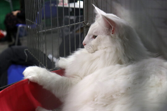 Gatto British Shorthair grigio che dorme pacificamente accovacciato su un telo di raso rosso lucido all'interno di una gabbia da esposizione felina