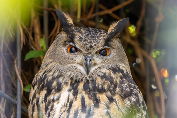 Eurasian Eagle-Owl (Bubo bubo) in rocky mountain habitat Europe