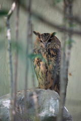 Eurasian Eagle-Owl (Bubo bubo) in rocky mountain habitat Europe