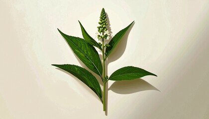 A detailed botanical illustration of the plant, featuring slender hollow stems, pointed leaves, and delicate small white flowers, beautifully rendered against a soft cream background.