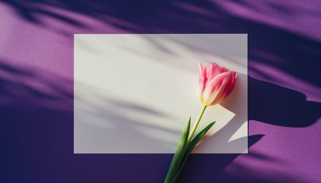 Floral Note: a single, elegant tulip adorns the corner of the card, bathed in the soft shadows of an afternoon, with purple background. 